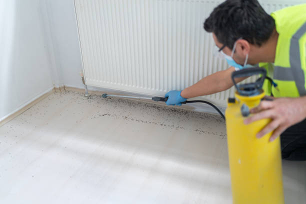 Best Flea Control Services  in Spencerville, OH
